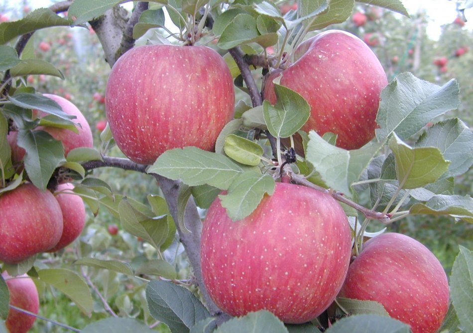 Malus domestica 'Fuji Kiku 8'