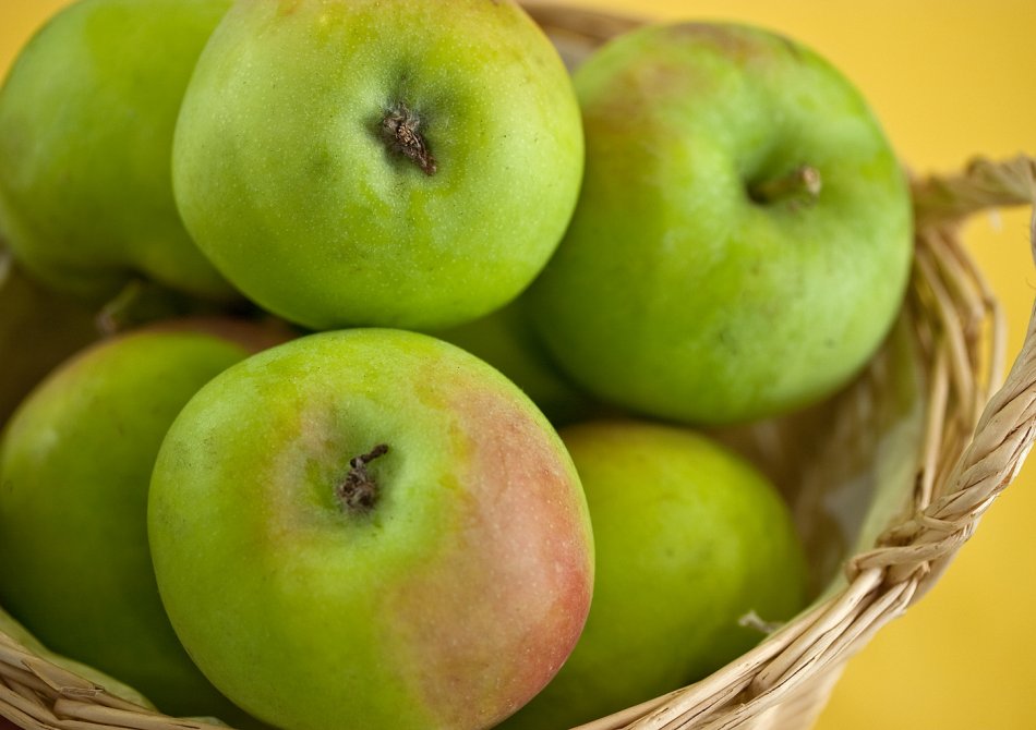 Malus domestica 'Bolero'