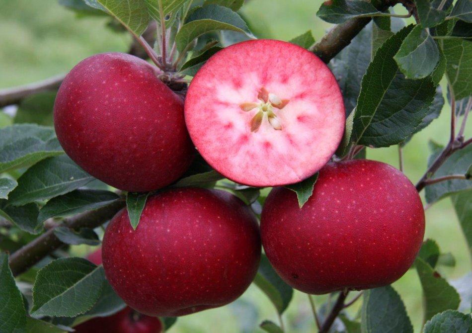 Malus domestica 'Rosette ®'