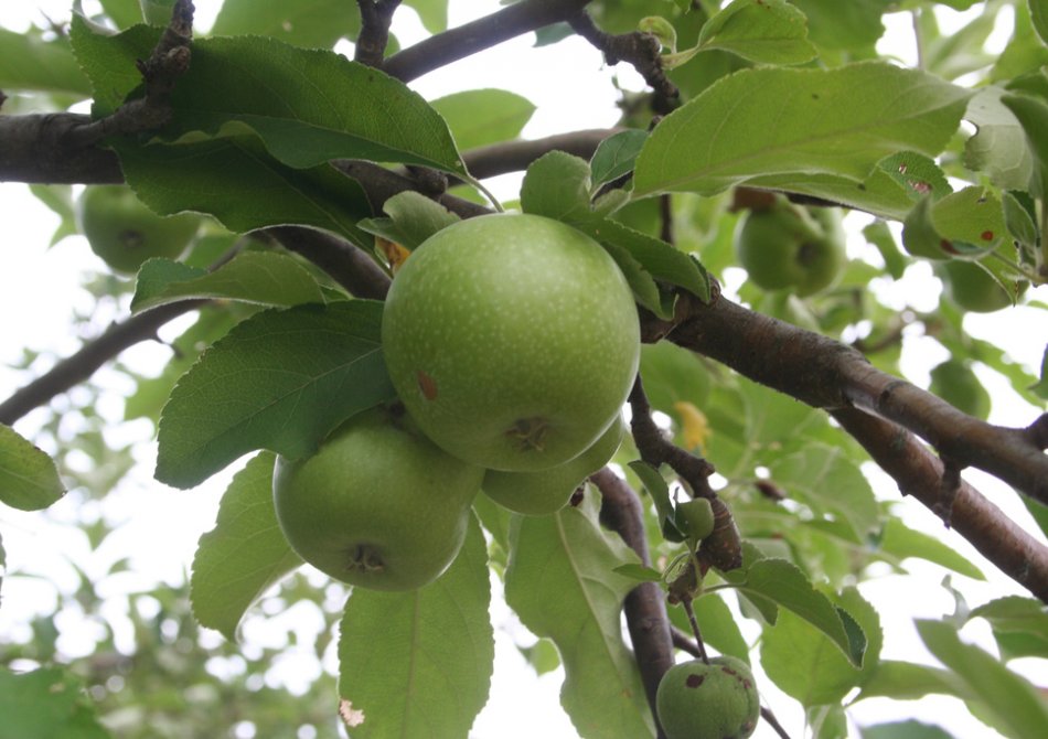 Malus domestica 'Granny Smith'