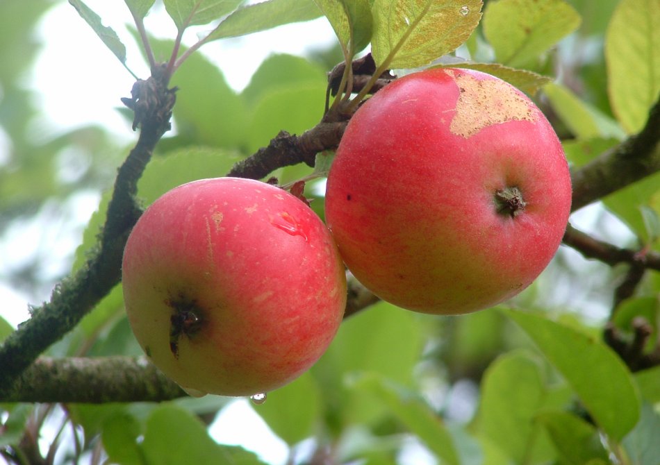 Malus domestica 'Discovery'