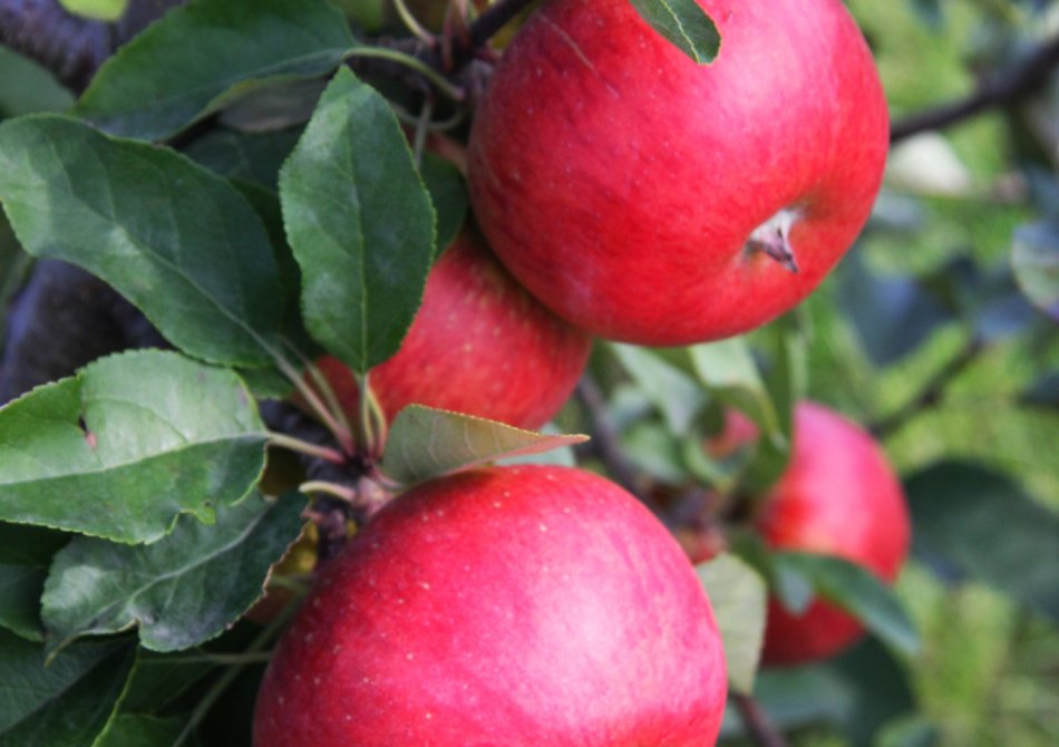 Malus domestica 'Rubinola'