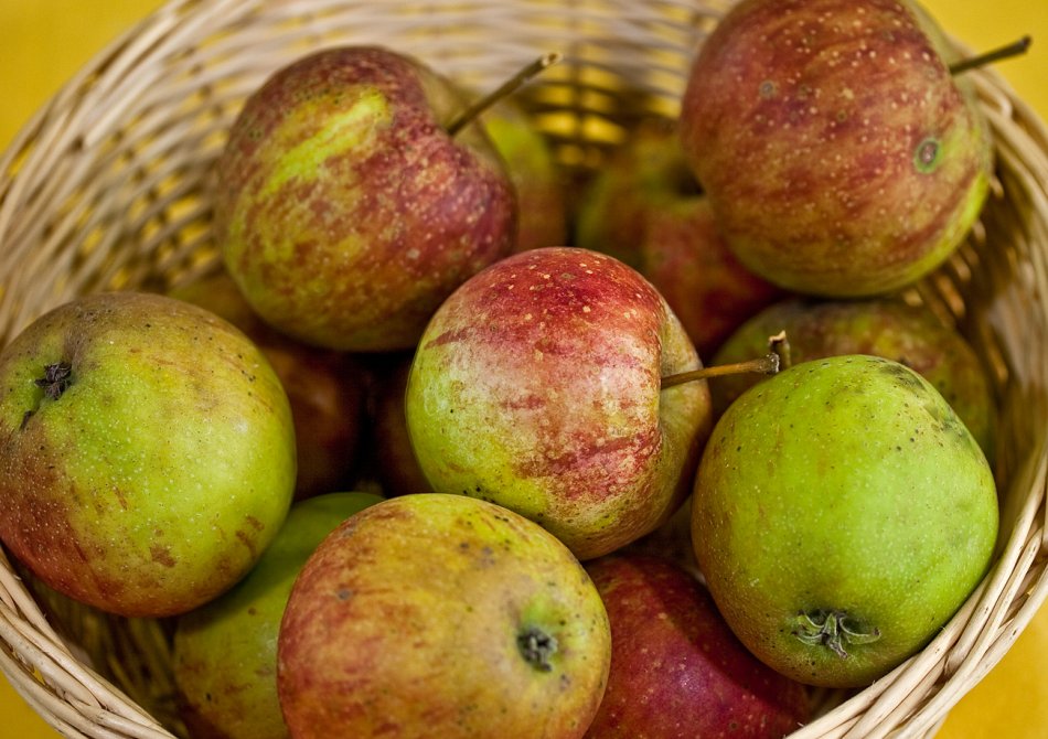 Malus domestica 'Rubinette'