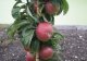 Malus domestica 'Red Sensation'