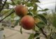 Malus domestica 'Cox's Orange Pippin'