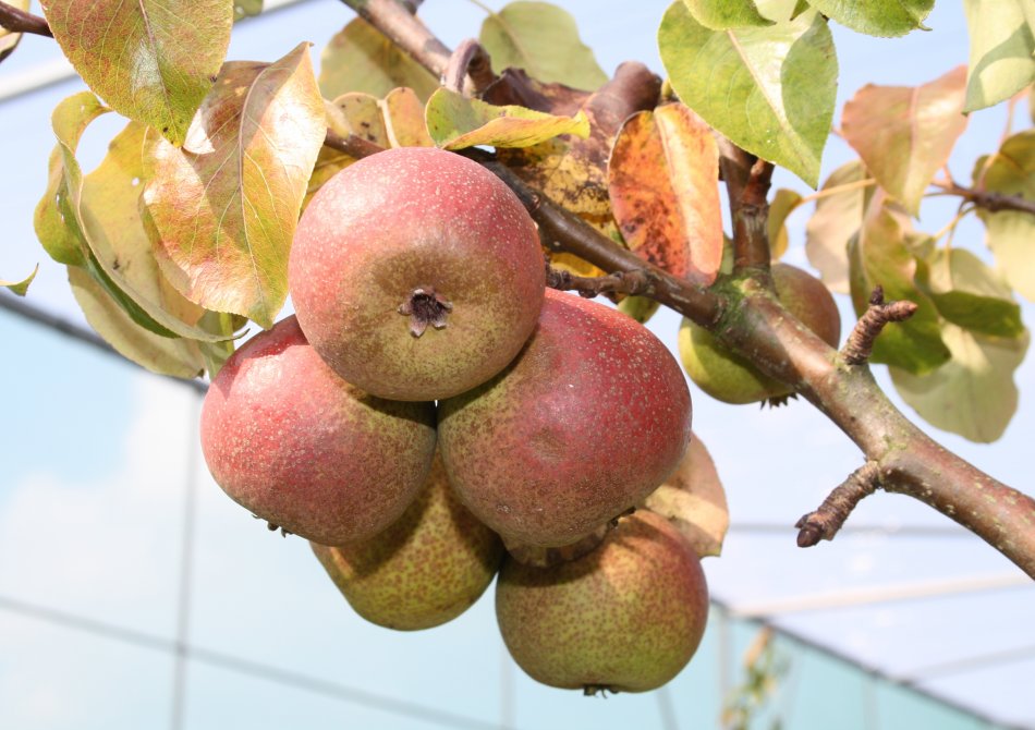 Pyrus communis 'Zoete Brederode'