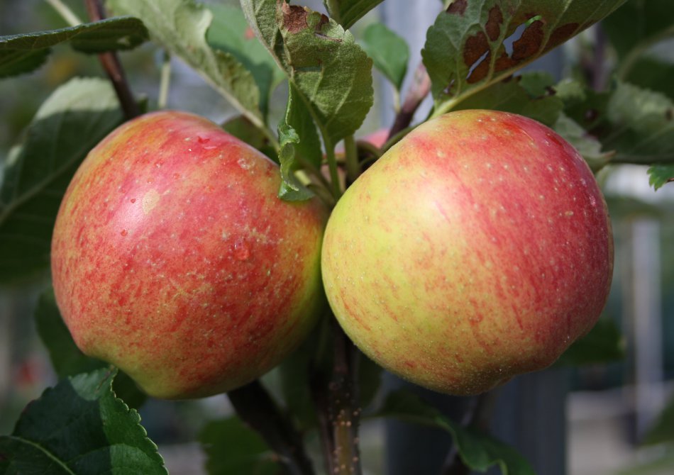 Malus domestica 'Santana'