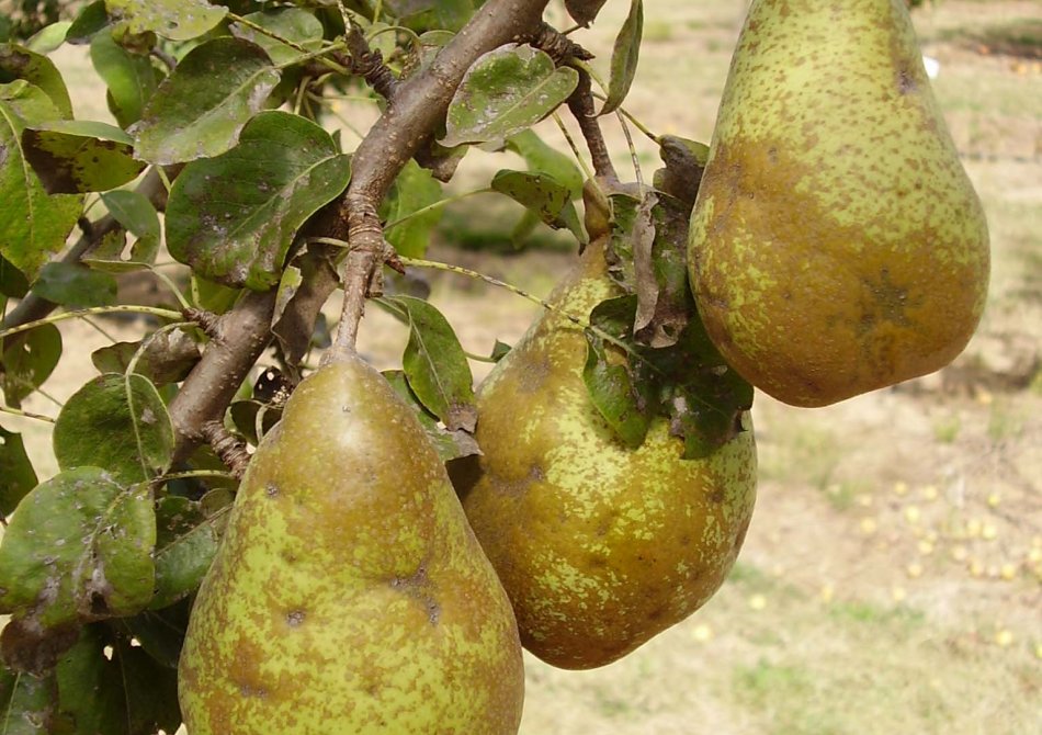 Pyrus communis 'Comtesse de Paris'