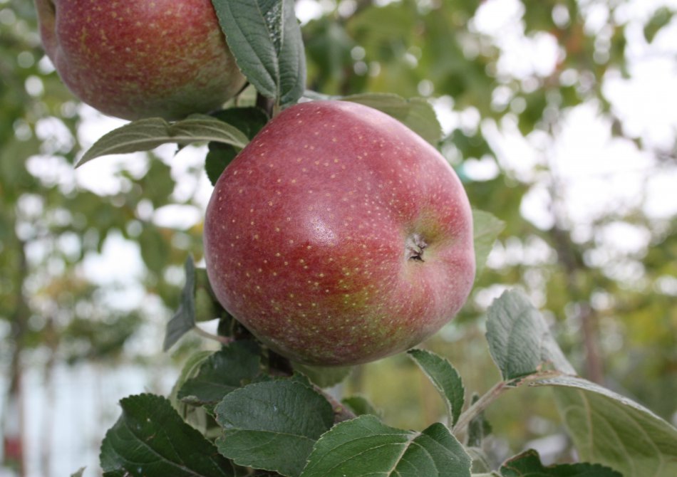 Malus domestica 'Zoete Ermgaard'