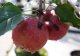 Malus domestica 'Elise'