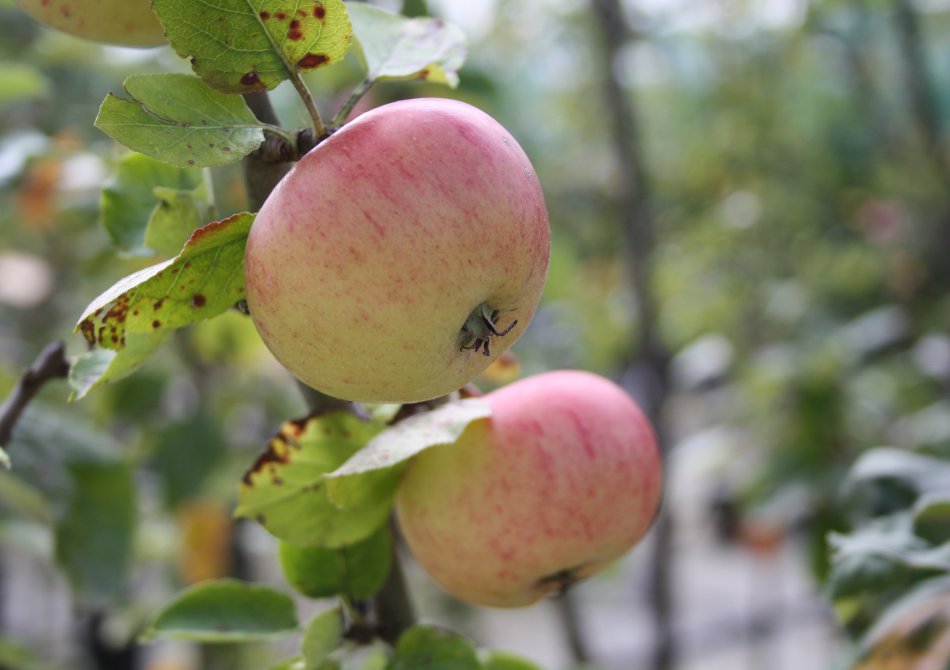 Malus domestica 'Jacques Lebel'