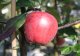 Malus domestica 'Gloster'