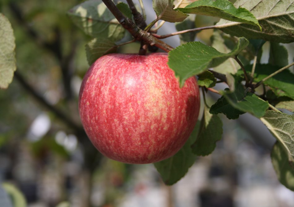 Malus domestica 'Rode Dijkmanszoet'