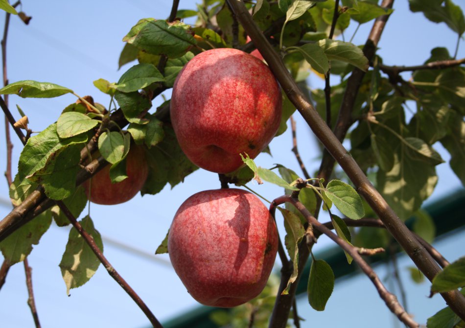 Malus domestica 'Sampion'