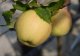 Malus domestica 'Golden delicious'