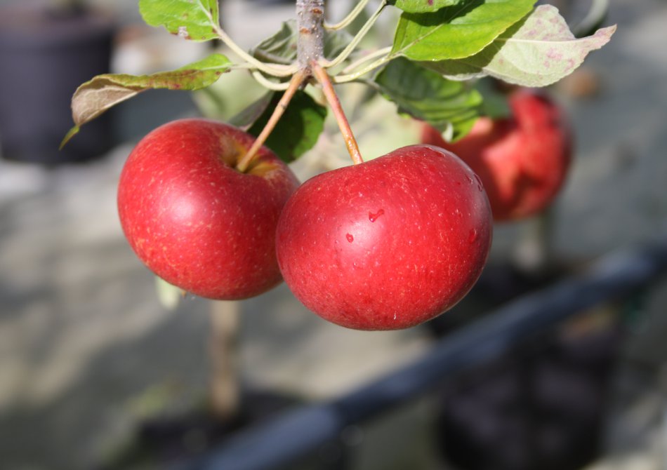 Malus domestica 'Fiesta'