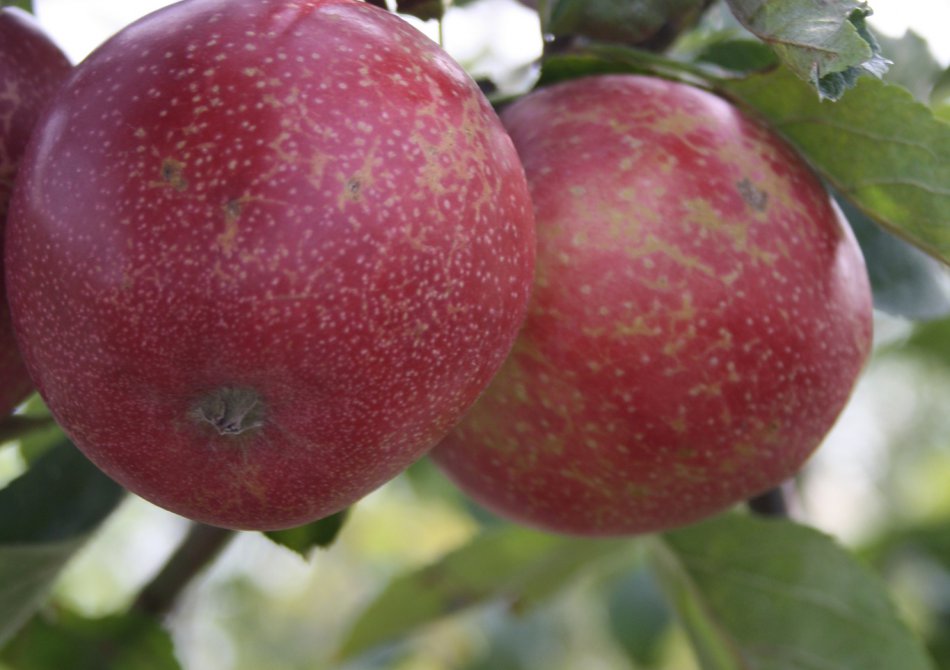 Malus domestica 'Summerred'