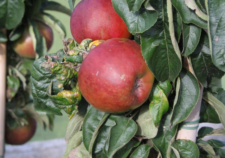 Malus domestica 'Redcats'