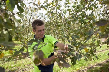 Takken uitbuigen bij een appelboom