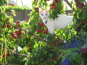 Perzikboom met kat