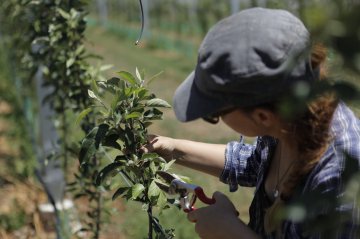 Een appelboom snoeien