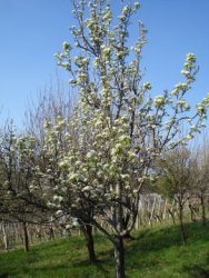 Bloesem in een halfstam perenboom