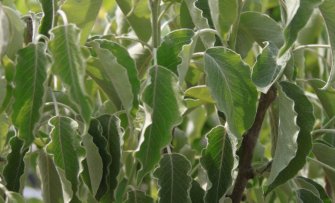 Gekruld blad bij een Gieser Wildeman stoofperenboom