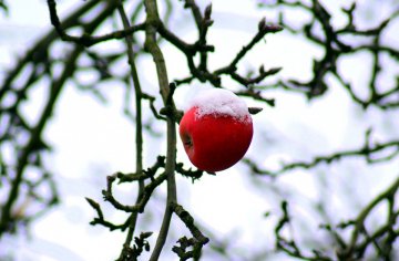 Appelboom in de sneeuw. Deze appelboom is duidelijk goed winterhard.