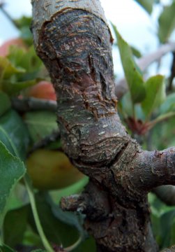 Vruchtboomkanker op de stam van een appelboom.