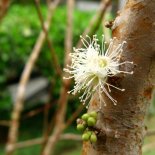 Bloesem van Braziliaanse Druivenboom