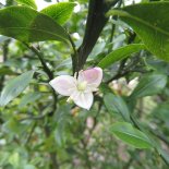 Bloesem van Kaviaarcitrus