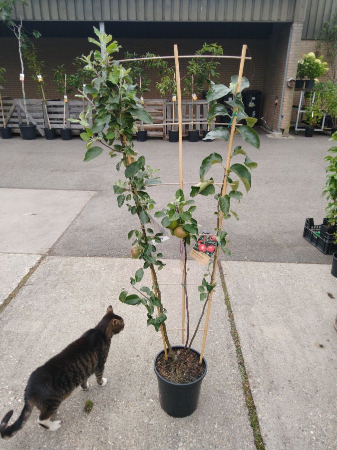 Een trio-fruitboom