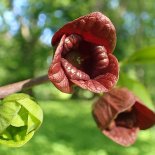 Bloesem van Pawpaw 'Prima 1216'