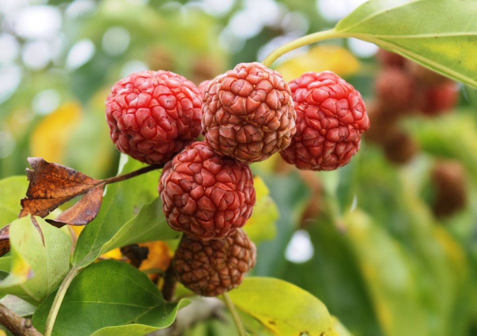 Chinese Aardbeienboom