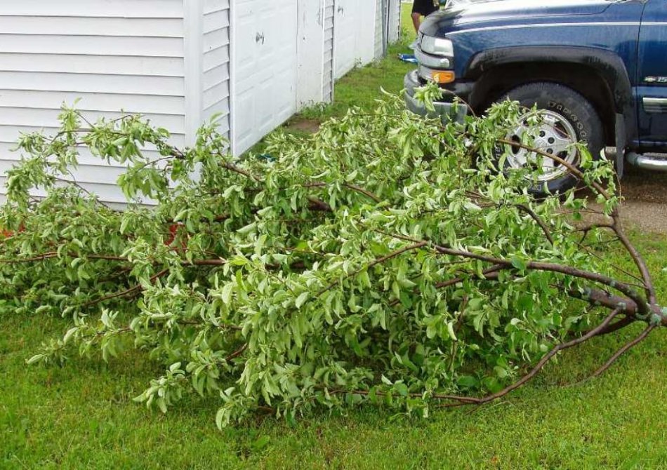 Stormschade bij fruitbomen: wat te doen?