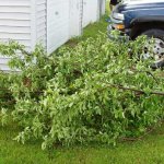 Stormschade bij fruitbomen: wat te doen?