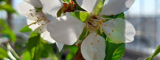 Heeft een amandelboom nu witte of roze bloesem?