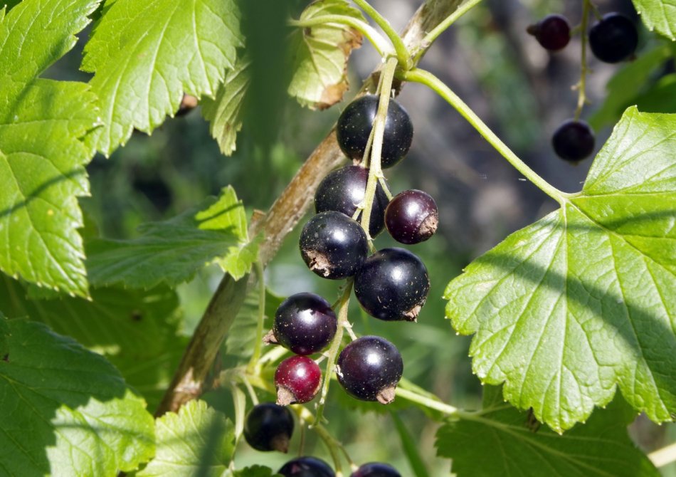 Zwarte bes ‘Black Reward’