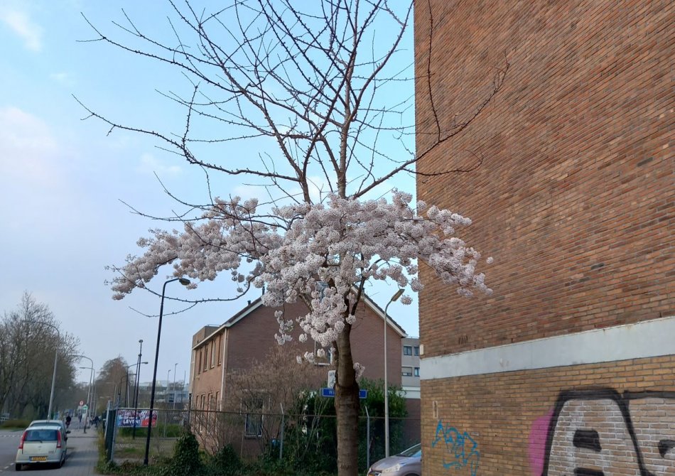 Waarom het zo belangrijk is om takken van je onderstam weg te snoeien