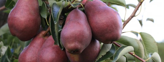 De beste rode peren voor je tuin