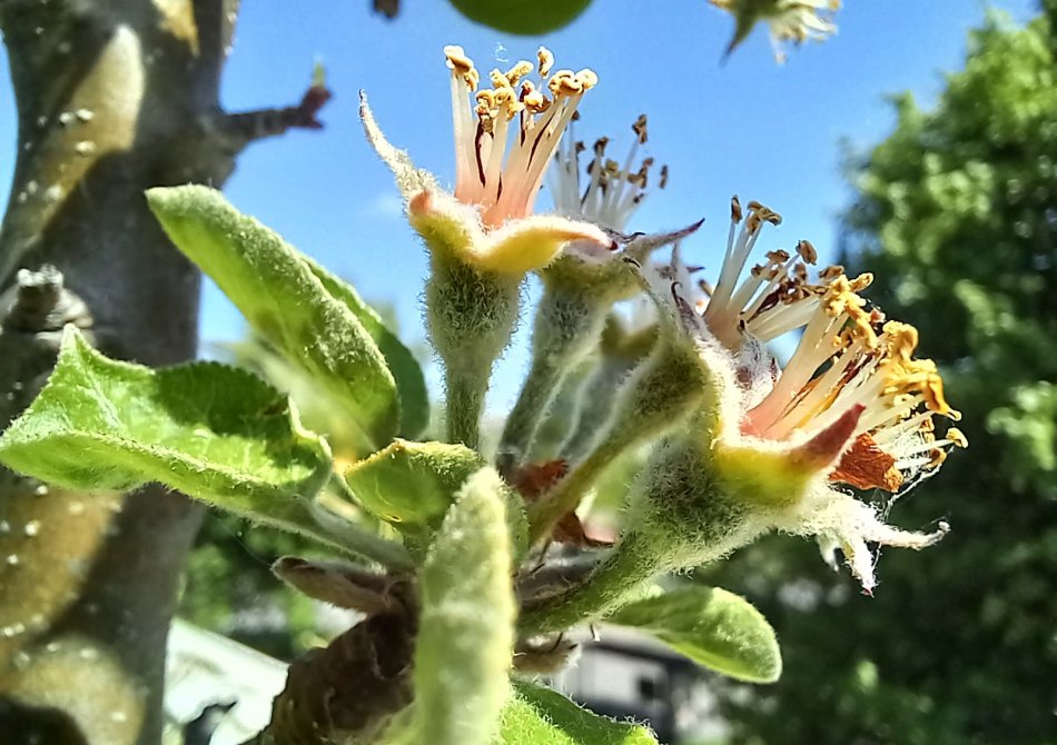 Hoe weet ik of mijn appelboom bestoven is?