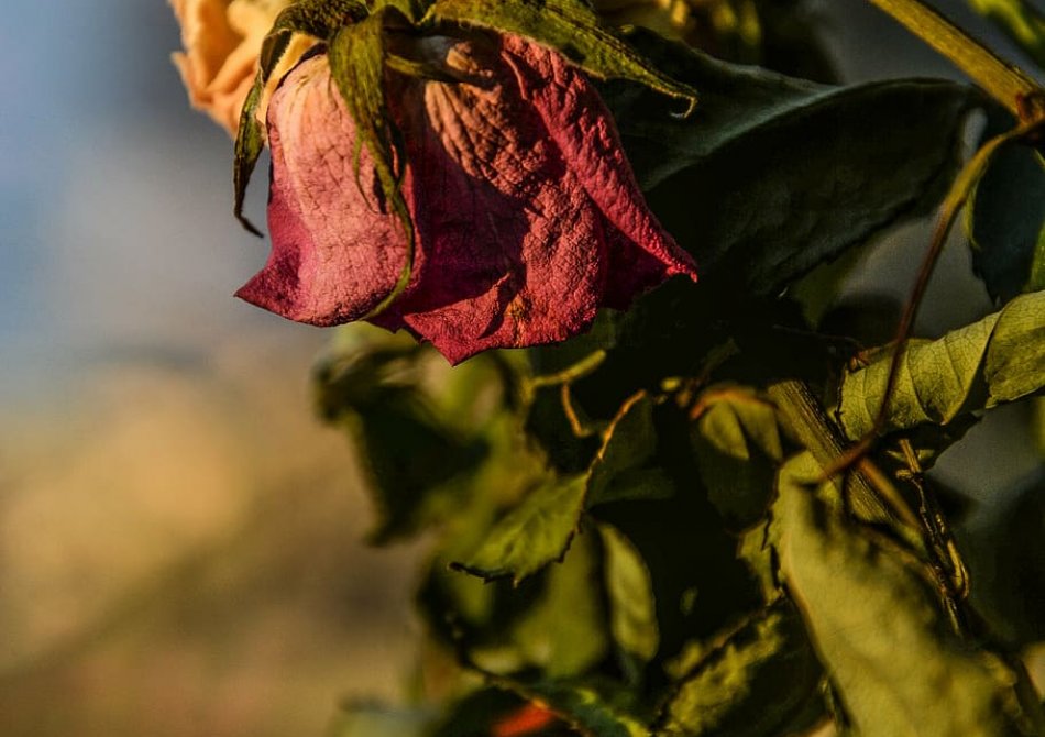 Waarom gaan planten in mijn tuin altijd dood?