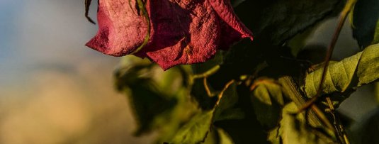 Waarom gaan planten in mijn tuin altijd dood?