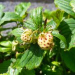 3 originele aardbeien voor in de moestuin