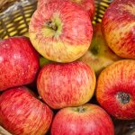 Ziekteresistente appelrassen voor de biologische fruittuin