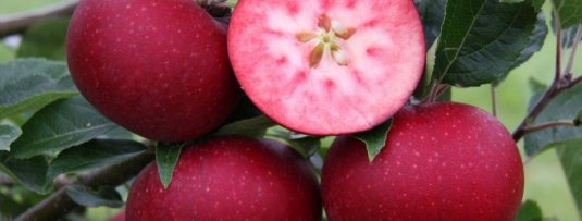 Appelbomen met rood vruchtvlees; lekker, gezond en bijzonder