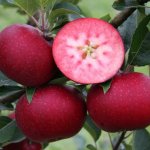 Appelbomen met rood vruchtvlees; lekker, gezond en bijzonder