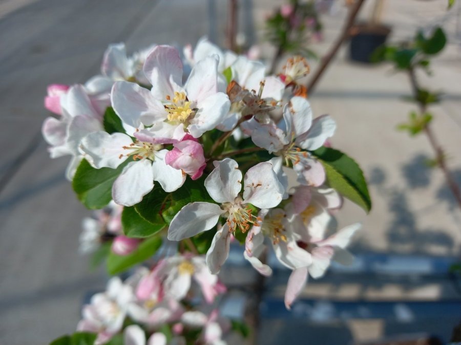 Appelboom bijna uitgebloeit