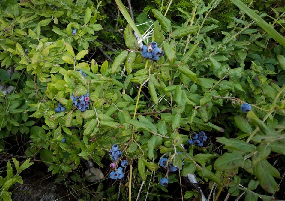 Planten voor een fruittuin in de schaduw