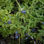 Planten voor een fruittuin in de schaduw